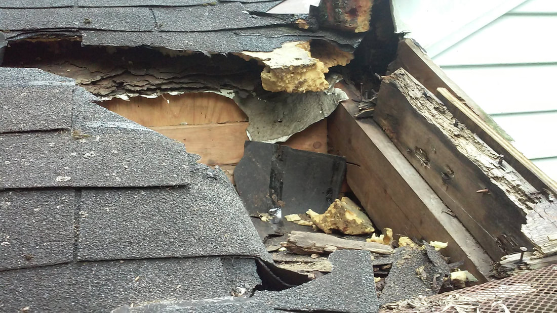 Idaho Wildlife Services - Roof Damages